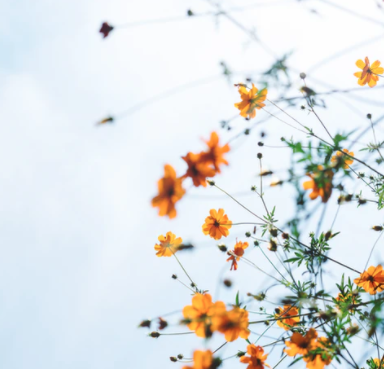 上午 | 舒缓 | 打开惬意的一天